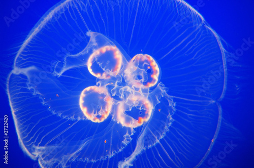 moon jellyfish and planktons in blue water photo