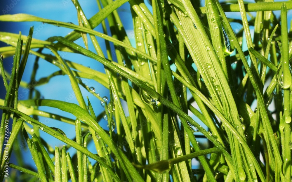 Obraz premium drops in grass