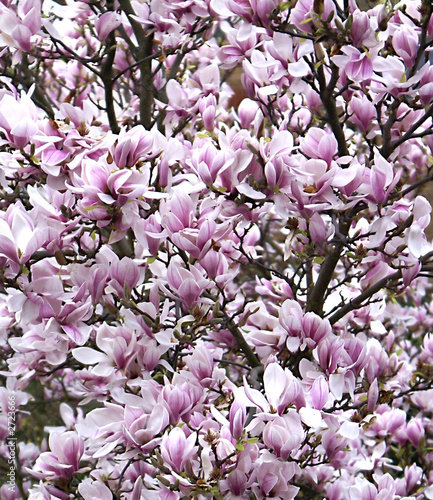 magnolia