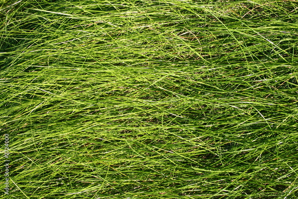 wild long green grass background wild long green grass background