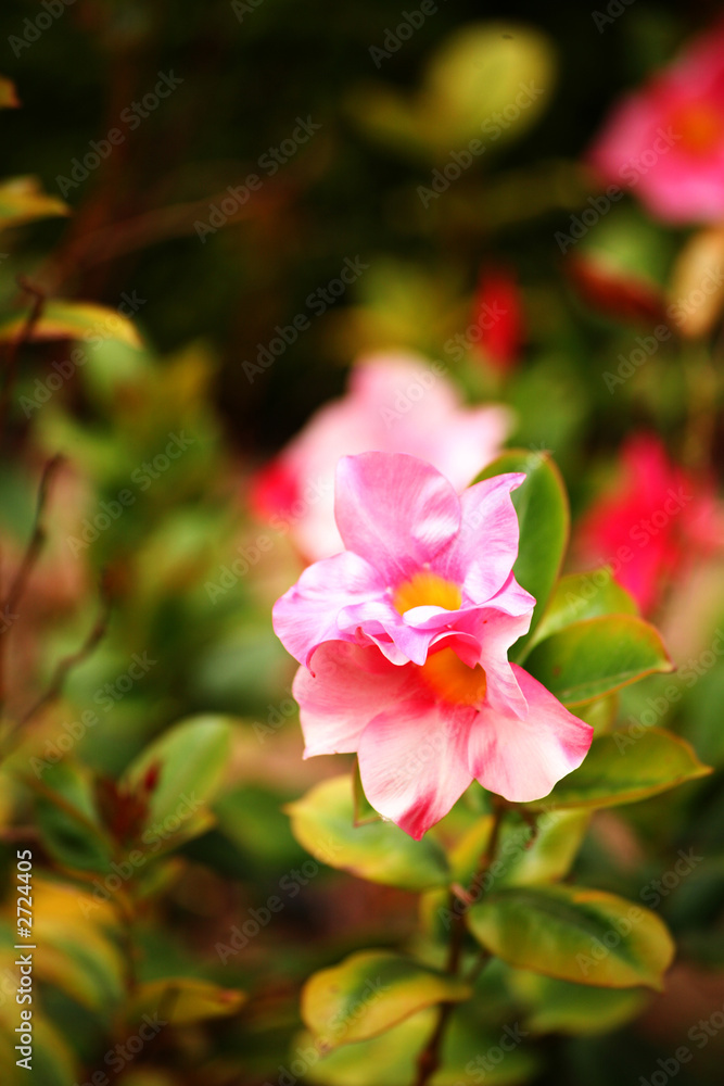 flowers flowers