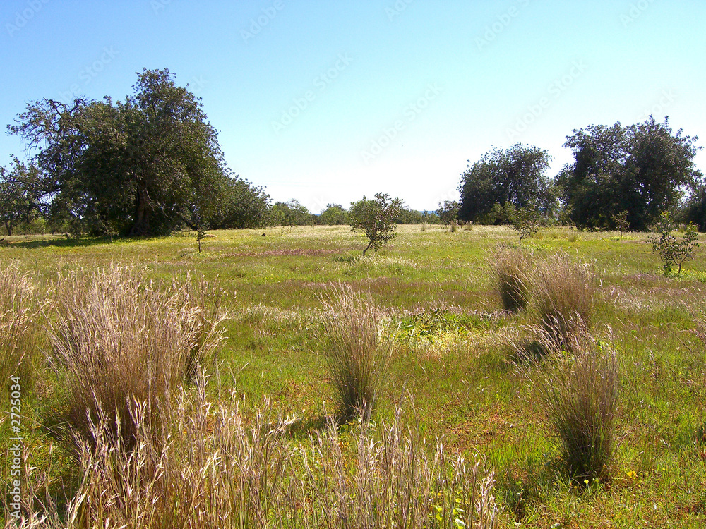 Obraz premium alfarrobal