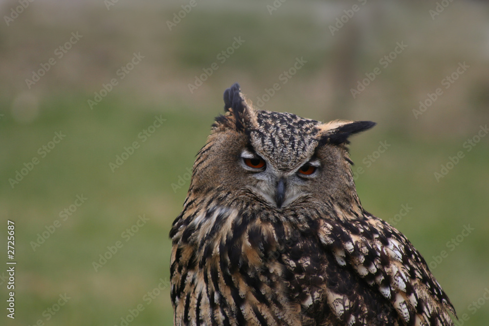 Obraz premium bubo bubo