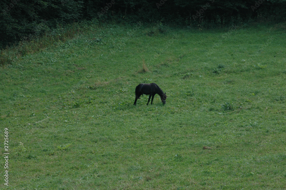 black horse