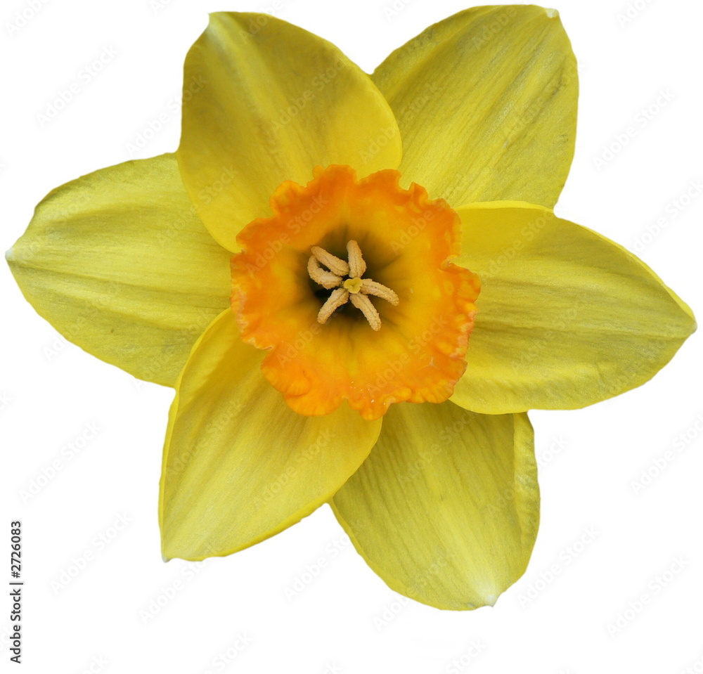 Fototapeta premium daffodil