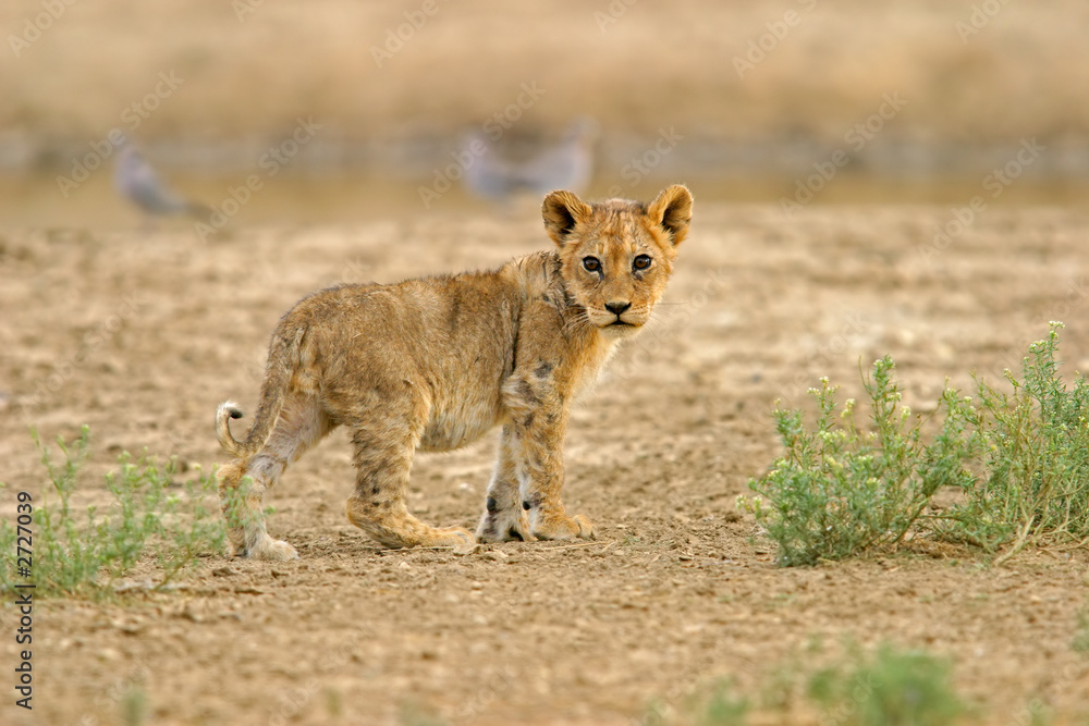 Obraz premium lion cub
