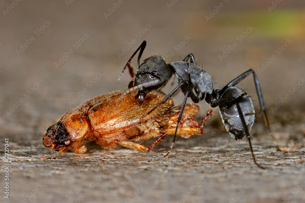 ant and beetle ant and beetle