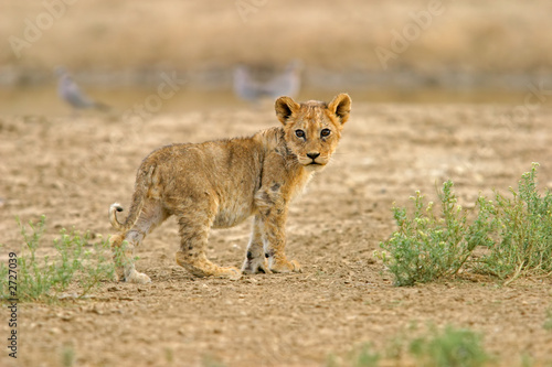 lion cub © EcoView