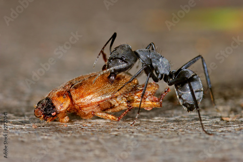 ant and beetle © EcoView