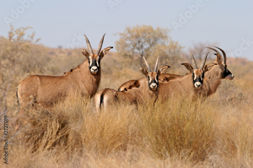 roan antelopes