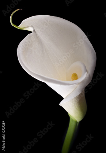 Fotografie, Tablou elegant white calla
