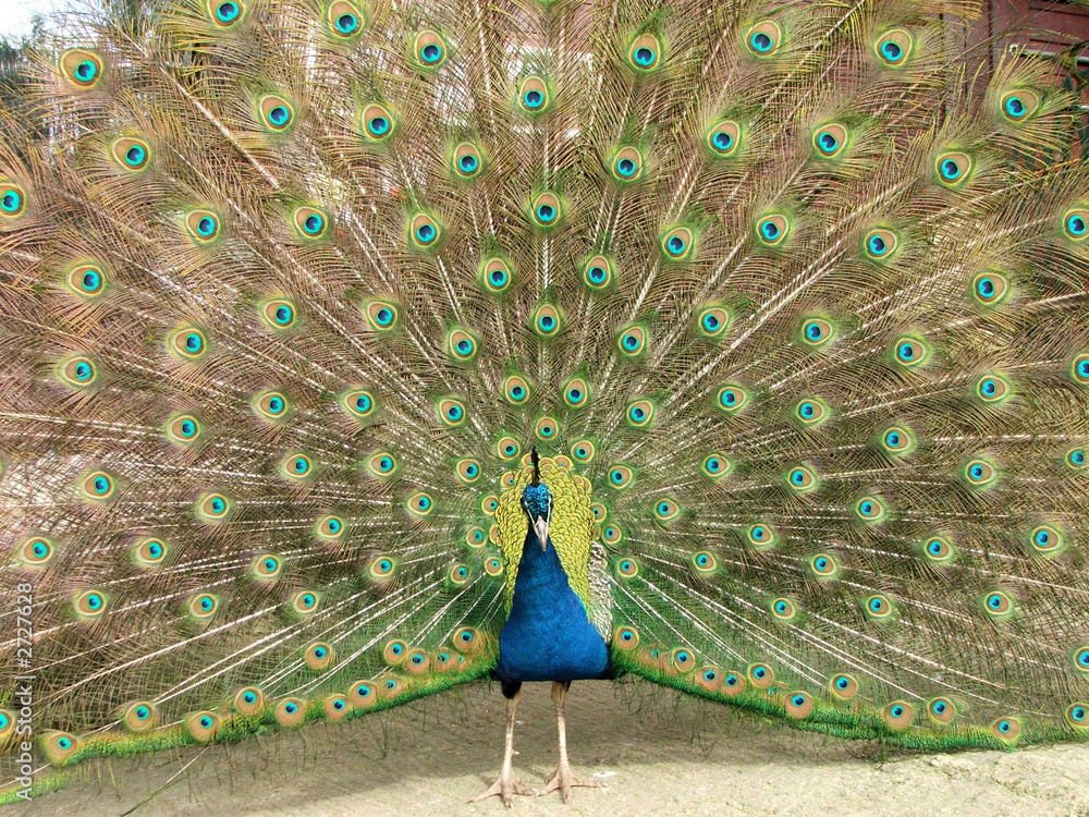 Obraz premium peacock