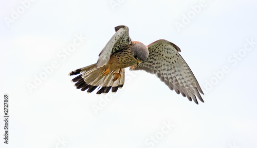kestrel hovering over it's prey