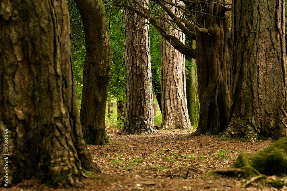 Obraz premium a clearing in the forest