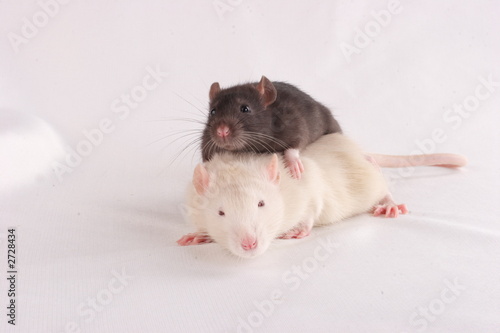 black and white rats