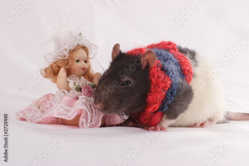 the rat near of the dolly