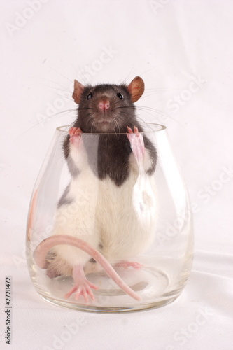 the rat in the glass