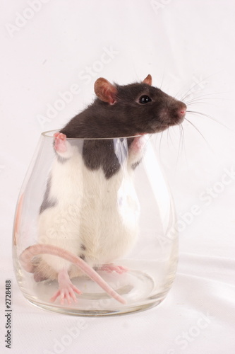 the rat in the glass