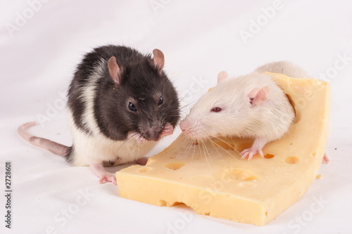 rats and cheese