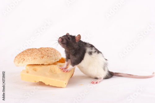 the rat on the cheese sandwich