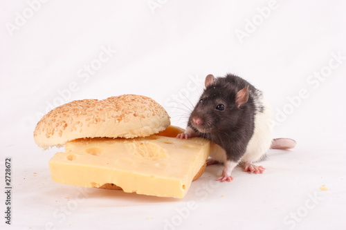 the rat on the cheese sandwich