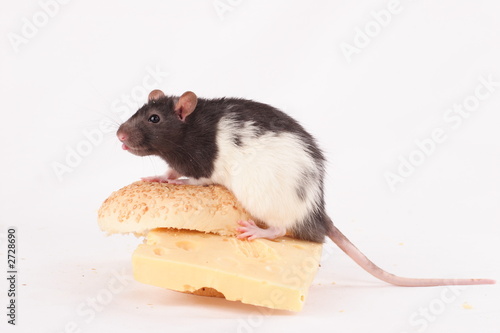 the rat on the cheese sandwich