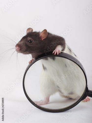 rat