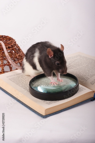 rat