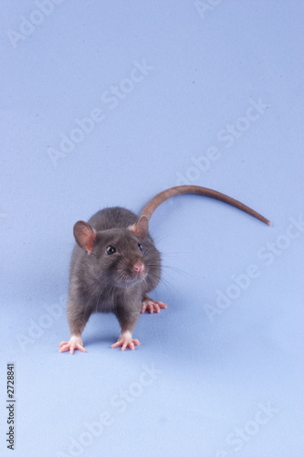 rat