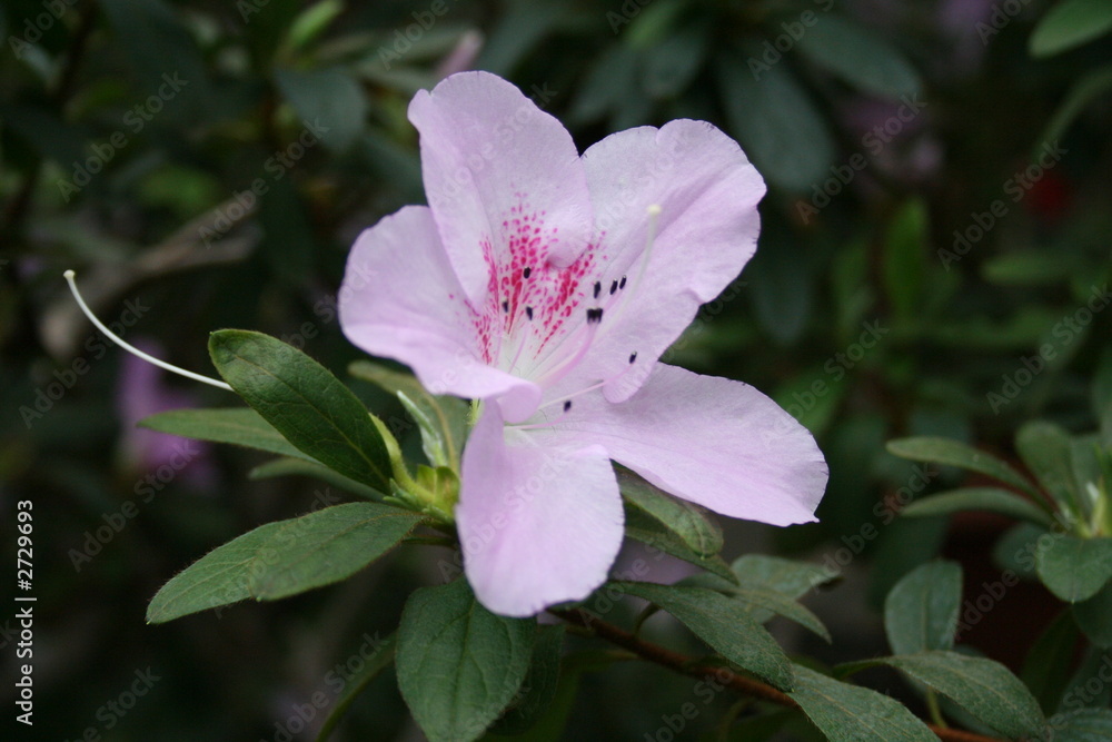 azalea rhododendron azalea rhododendron