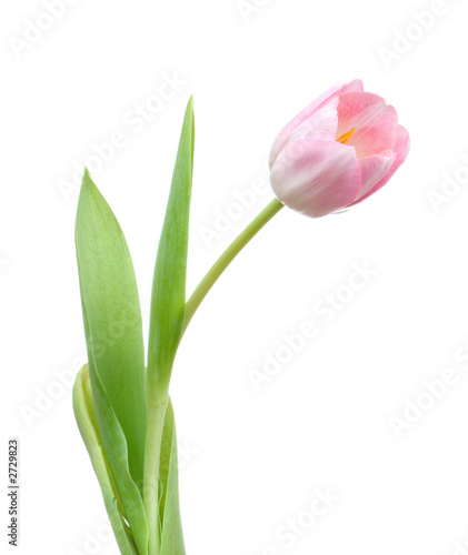 single tulip