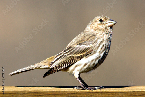 female house finch