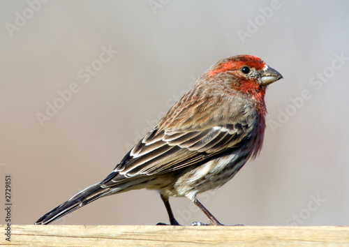 male house finch