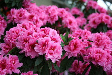 Acrylglasbilder Azalee Blühender Rhododendron im Frühlingsgarten  © Canoneer