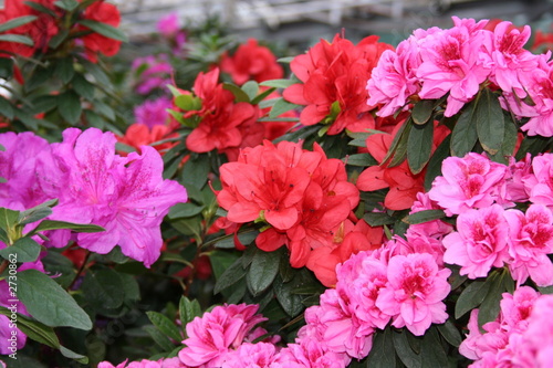 azalea rhododendron