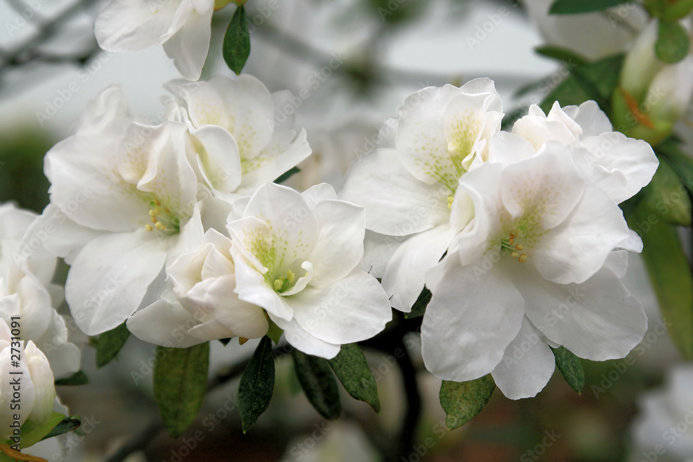spring blooming in the garden