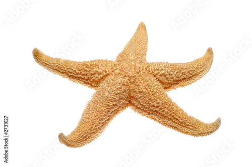 starfish