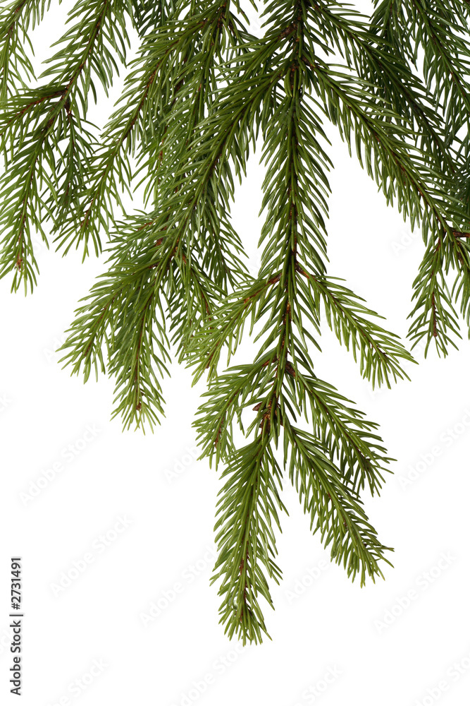 Obraz premium spruce branch