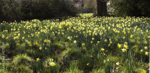spring daffodils