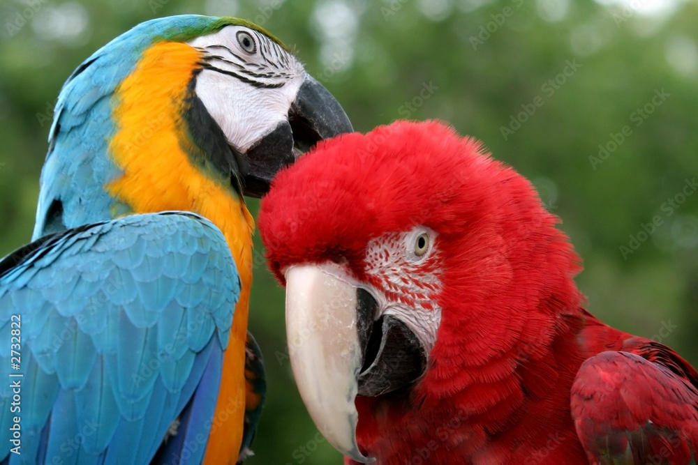 parrots