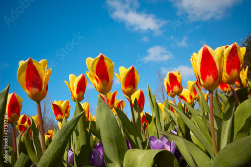 colorful dutch tulips