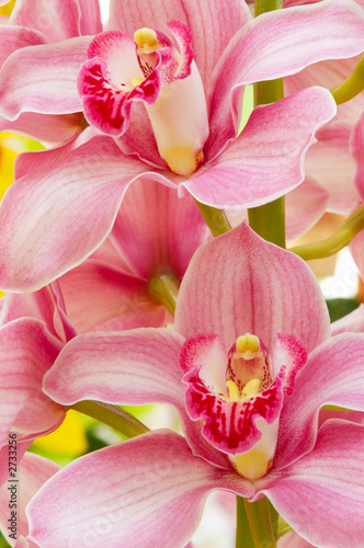 colorful orchids
