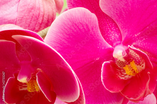 colorful orchids