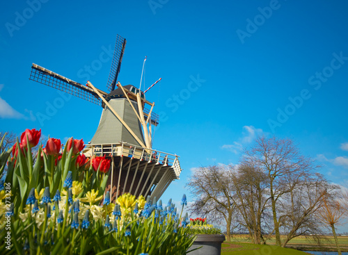 dutch windmill and tulips