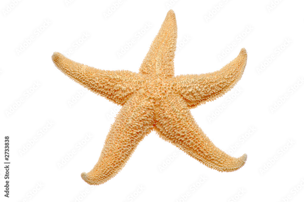 starfish