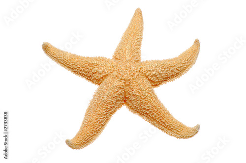 starfish