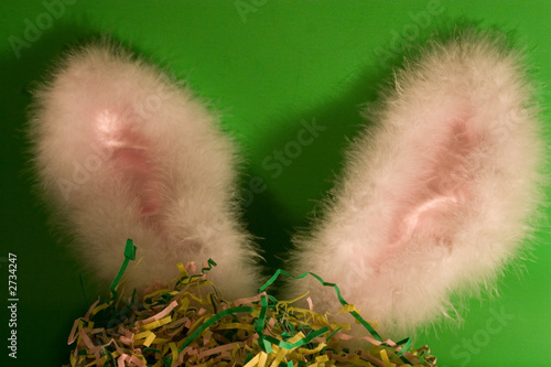 bunny ears
