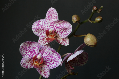 orchid phalaenopsis photo