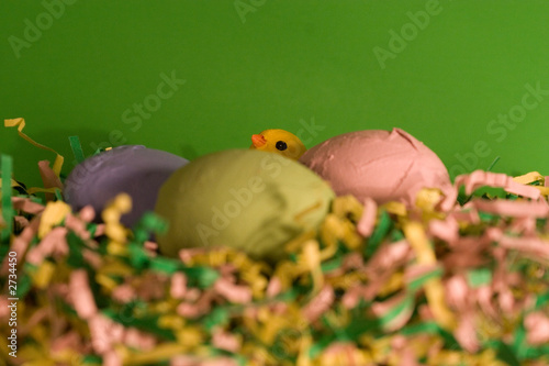 hatching