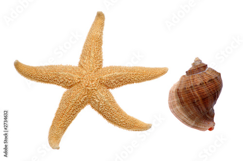 seashell and starfish
